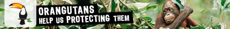 Banner: Orangutans - Help Us Protecting Them
