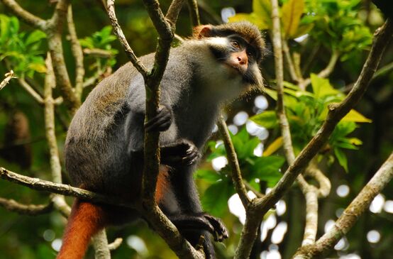 Red-eared guenon (Cercopithecus erythrotis) in Cameroon
