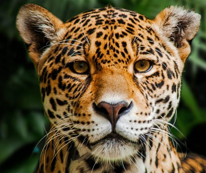 Jaguar in Indio Maiz Biosphere Reserve