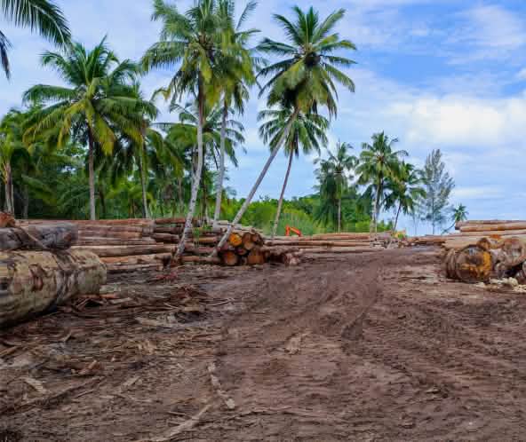 Logs under palms