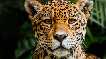 Jaguar in Indio Maiz Biosphere Reserve