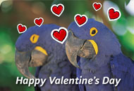 Valentine's Day e-card
