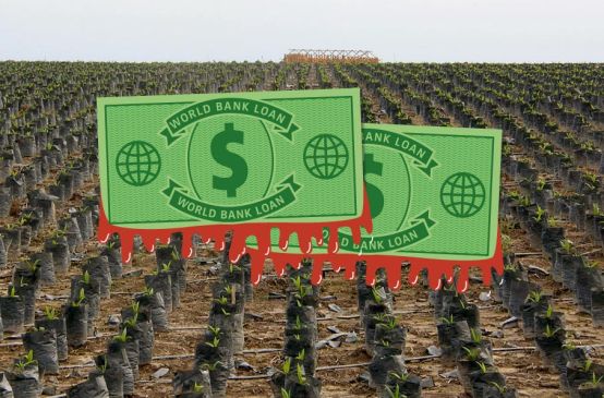 World Bank dollars in front of a palm oil plantation
