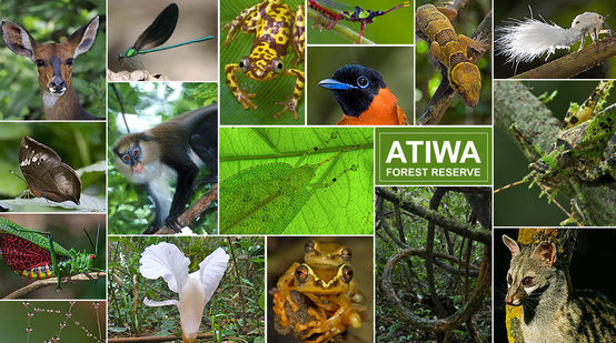 Different species in Atiwa