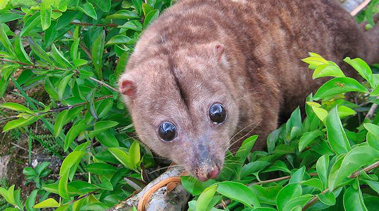 The Woodlark cuscus, a nocturnal marsupial
