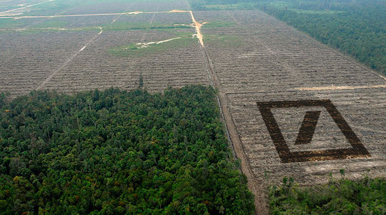 Destructed rainforest