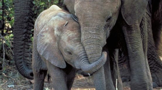 An elephant mother and calf
