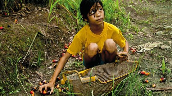 A young girl gathering oil palm fruit off the ground