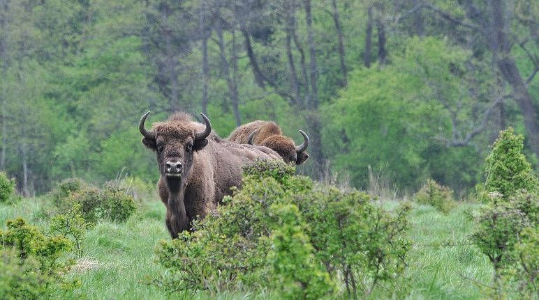 Bison in Poland’s Białowieża Forest