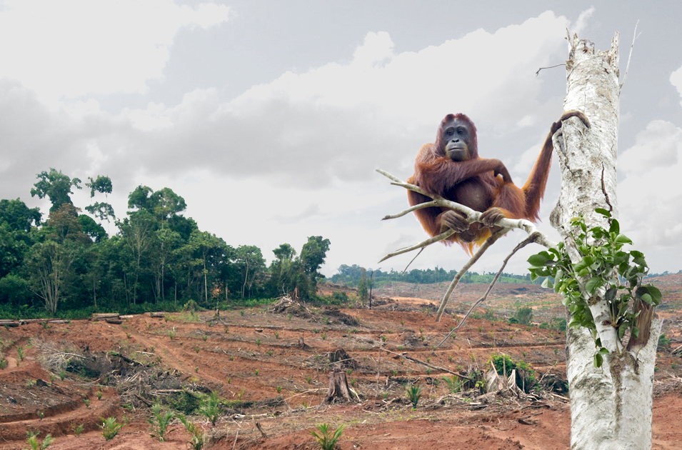 Petition Save my forest from the palm oil plantation! Rainforest Rescue
