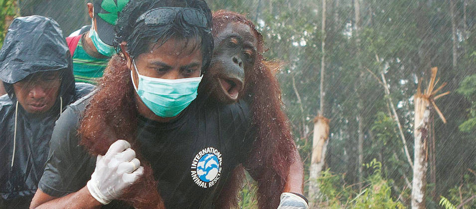 An unconscious orangutan is being carried on the shoulders of an activist