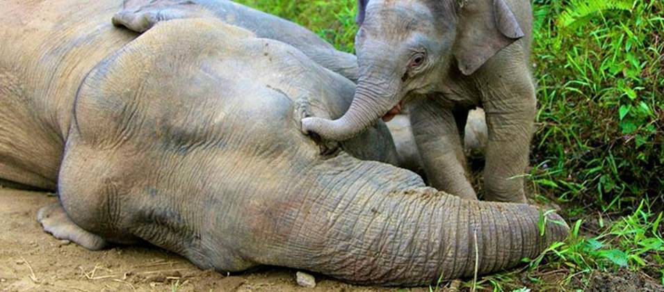 A baby elephant standing over the body of its dead mother, touching her head with its trunk