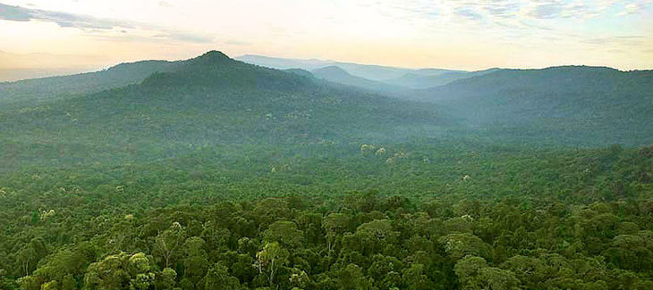 Intact rainforest in Cambodia