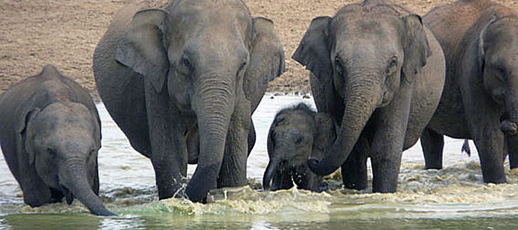 Sri Lankan elephants drinking in a water hole