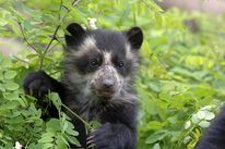 A young spectacled bear
