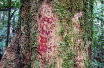 Marked tree in the rainforest