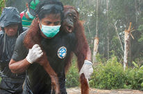 An unconscious orangutan is being carried on the shoulders of an activist
