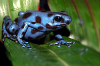 Tabasara Rain Frog