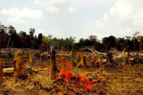 Burning rainforest which has to make place for palm oil plantations