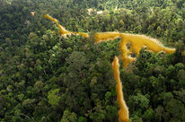 A river of gold is flowing through the rainforest