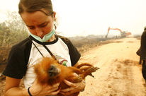 Primate in the arms of an environmentalist