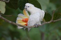 A Philippine cockatoo sitting on a tree