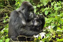 Gorilla mother with baby in her arms in the Virunga Rainforest