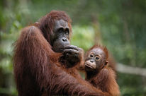 Orangutan mother and child. Churchill Mining's project could pose a great threat to them
