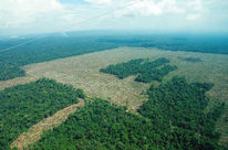 Rainforest in Colombia