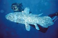 The coelacanth