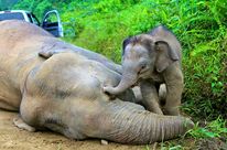 A baby elephant standing over the body of its dead mother, touching her head with its trunk