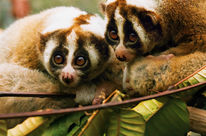 Slow Lorises in Indonesia