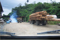 A Truck loaded with tropical timber in the Malaysian state Sabah