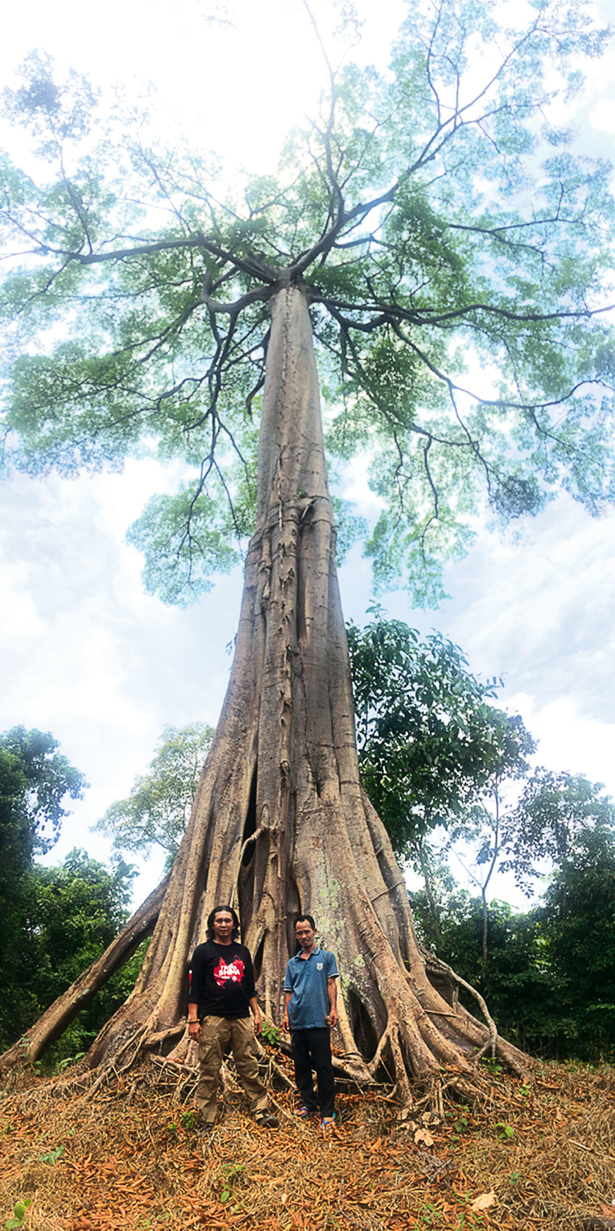 Feri and Marhoni in front of giant trees in Sepintun