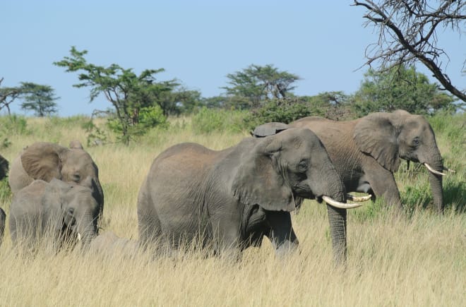 Herd of elephants in Serengeti