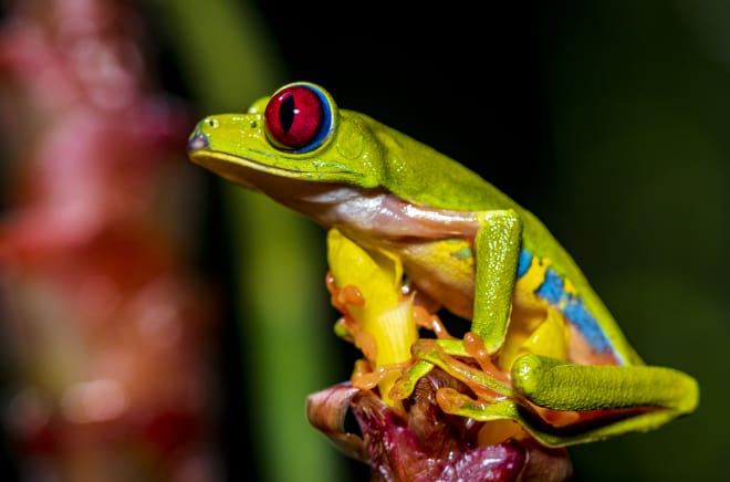 A colorful red-eyed tree frog sitting on a flower