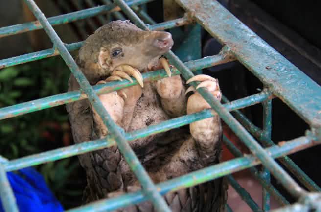 Pangolin in a cage at the Riau Natural Resource Conservation Centre, Indonesia