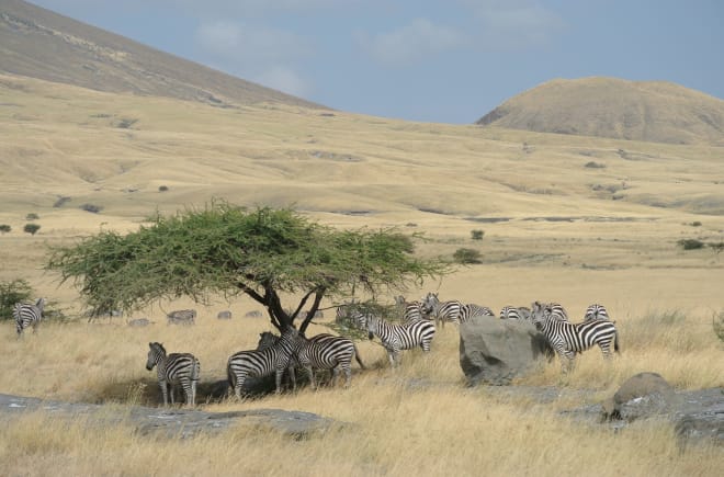 A herd of zebras under a tree surrounded by yellow grasslands