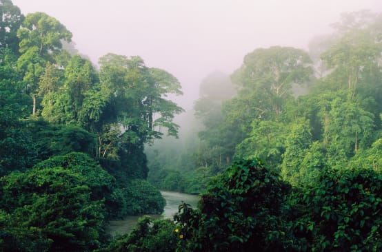 A river flowing through the rainforest