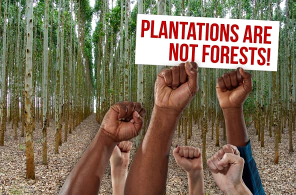 Montage: Day Against Tree Monocultures