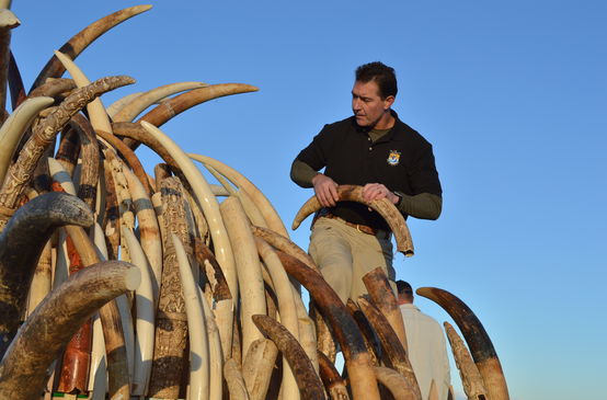 Seized ivory