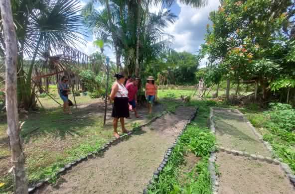 Three people look at two strips of freshly tilled soil under palm trees