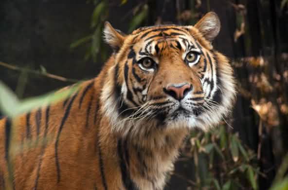 Sumatran tiger