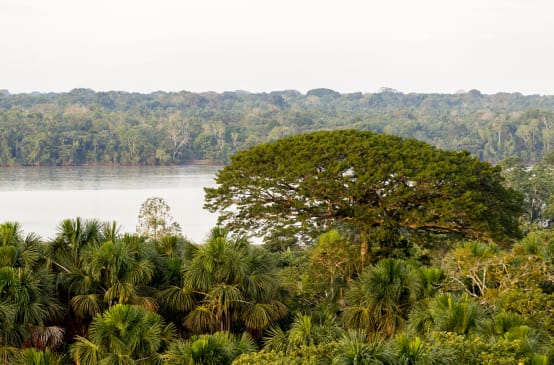 Forest and river in Yasuní National Park