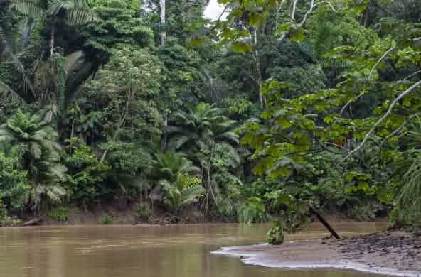 River bank in the rainforest of Yasuní National Park
