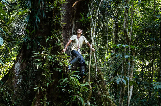 Francisco climbing a tree