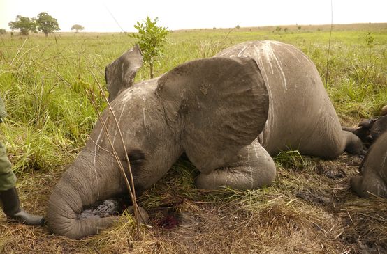 An elephant killed by poachers