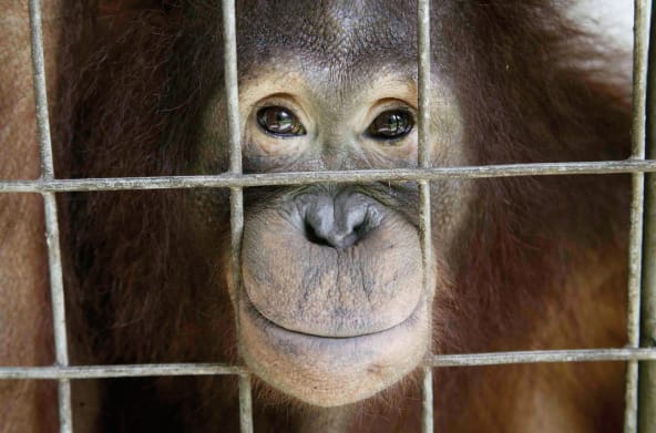 Orangutan looks out of cage