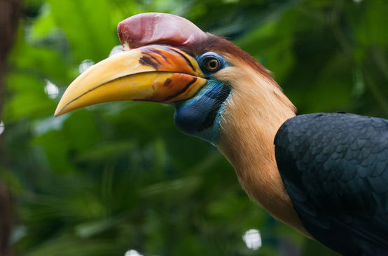 Sulawesi helmeted hornbill