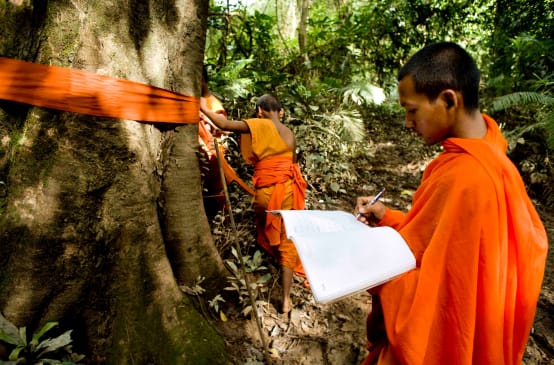 Monks in Cambodia mark ancient trees in Areng Valley